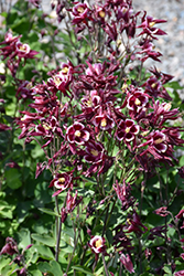 Winky Red And White Columbine (Aquilegia 'Winky Red And White') at Strader's Garden Centers