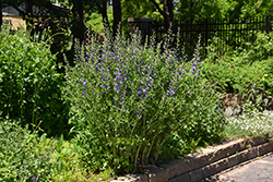 Purple Smoke False Indigo (Baptisia 'Purple Smoke') at Strader's Garden Centers