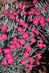 Wicked Witch Pinks (Dianthus gratianopolitanus 'Wicked Witch') at Strader's Garden Centers