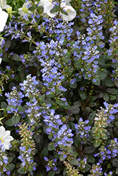 Chocolate Chip Bugleweed (Ajuga reptans 'Chocolate Chip') at Strader's Garden Centers