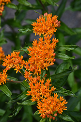 Butterfly Weed (Asclepias tuberosa) at Strader's Garden Centers