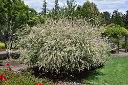 Tricolor Willow (Salix integra 'Hakuro Nishiki') at Strader's Garden Centers
