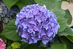 Let's Dance Blue Jangles Hydrangea (Hydrangea macrophylla 'SMHMTAU') at Strader's Garden Centers
