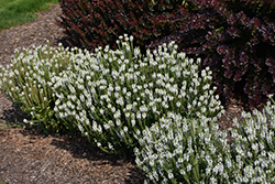 Snow Hill Sage (Salvia x sylvestris 'Snow Hill') at Strader's Garden Centers