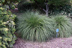 Hameln Dwarf Fountain Grass (Pennisetum alopecuroides 'Hameln') at Strader's Garden Centers