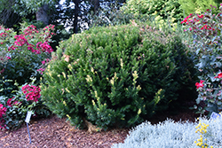 Huber's Tawny Gold Spreading Yew (Taxus x media 'Huber's Tawny Gold') at Strader's Garden Centers