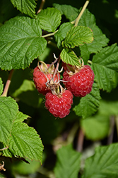 Raspberry Shortcake Raspberry (Rubus 'NR7') at Strader's Garden Centers
