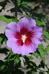 Purple Pillar Rose of Sharon (Hibiscus syriacus 'Gandini Santiago') at Strader's Garden Centers