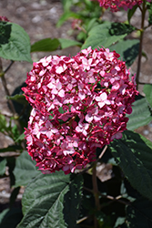 Invincibelle Ruby Hydrangea (Hydrangea arborescens 'NCHA3') at Strader's Garden Centers