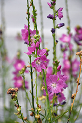 Party Girl Prairie Mallow (Sidalcea 'Party Girl') at Strader's Garden Centers