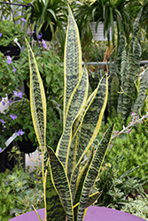Striped Snake Plant (Sansevieria trifasciata 'Laurentii') at Strader's Garden Centers