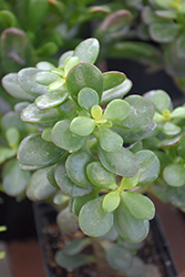 Baby Jade Plant (Crassula ovata 'Baby Jade') at Strader's Garden Centers