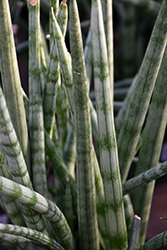 Cylindrical Snake Plant (Sansevieria cylindrica) at Strader's Garden Centers