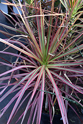 Colorama Dracaena (Dracaena marginata 'Colorama') at Strader's Garden Centers