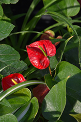 Red Success Anthurium (Anthurium 'Red Success') at Strader's Garden Centers