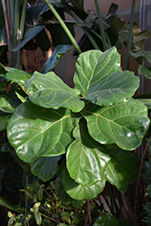 Fiddle Leaf Fig (Ficus lyrata) at Strader's Garden Centers