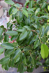 Mini Amstel Weeping Fig (Ficus benjamina 'Mini Amstel') at Strader's Garden Centers