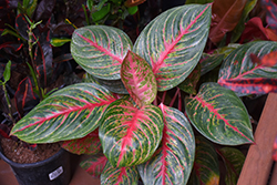 Red Emerald Chinese Evergreen (Aglaonema 'Red Emerald') at Strader's Garden Centers