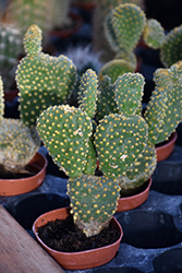 Bunny Ears Cactus (Opuntia microdasys) at Strader's Garden Centers