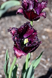 Black Parrot Tulip (Tulipa 'Black Parrot') at Strader's Garden Centers