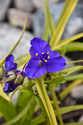 Sweet Kate Spiderwort (Tradescantia x andersoniana 'Sweet Kate') at Strader's Garden Centers