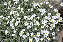 Snow-In-Summer (Cerastium tomentosum) at Strader's Garden Centers
