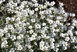Yo Yo Snow-In-Summer (Cerastium tomentosum 'Yo Yo') at Strader's Garden Centers