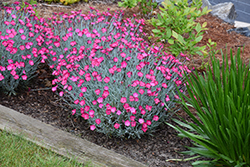 Wicked Witch Pinks (Dianthus gratianopolitanus 'Wicked Witch') at Strader's Garden Centers