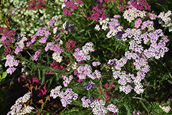Summer Pastels Yarrow (Achillea millefolium 'Summer Pastels') at Strader's Garden Centers