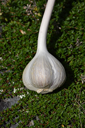 Garlic (Allium sativum) at Strader's Garden Centers