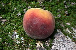 Contender Peach (Prunus persica 'Contender') at Strader's Garden Centers