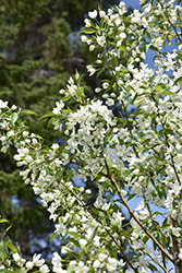 Starlite Flowering Crab (Malus 'Jeflite') at Strader's Garden Centers