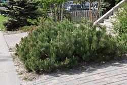 Dwarf Mugo Pine (Pinus mugo var. pumilio) at Strader's Garden Centers