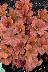 Northern Exposure Amber Coral Bells (Heuchera 'TNHEUNEA') at Strader's Garden Centers