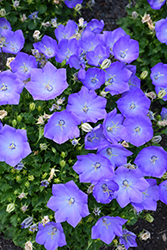 Rapido Blue Bellflower (Campanula carpatica 'Rapido Blue') at Strader's Garden Centers