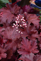 Forever Red Coral Bells (Heuchera 'Forever Red') at Strader's Garden Centers