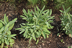 Common Sage (Salvia officinalis) at Strader's Garden Centers