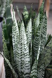 Snake Plant (Sansevieria trifasciata) at Strader's Garden Centers