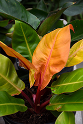 Prismacolor Prince of Orange Philodendron (Philodendron 'Prince of Orange') at Strader's Garden Centers