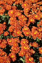 Padre Orange Chrysanthemum (Chrysanthemum 'Padre Orange') at Strader's Garden Centers