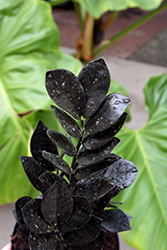 Raven ZZ Plant (Zamioculcas zamiifolia 'Dowon') at Strader's Garden Centers