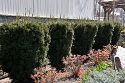 Hicks Yew (Taxus x media 'Hicksii') at Strader's Garden Centers