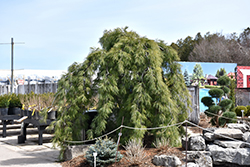 Weeping White Pine (Pinus strobus 'Pendula') at Strader's Garden Centers