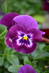 Cool Wave Raspberry Pansy (Viola x wittrockiana 'PAS1196270') at Strader's Garden Centers