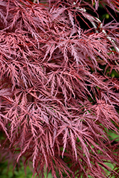 Red Dragon Japanese Maple (Acer palmatum 'Red Dragon') at Strader's Garden Centers