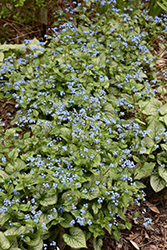 Jack Frost Bugloss (Brunnera macrophylla 'Jack Frost') at Strader's Garden Centers