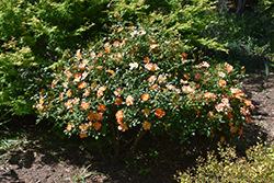 Oso Easy Paprika Rose (Rosa 'ChewMayTime') at Strader's Garden Centers