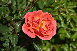 Coral Knock Out Rose (Rosa 'Radral') at Strader's Garden Centers