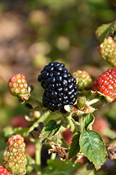 Navaho Thornless Blackberry (Rubus 'Navaho') at Strader's Garden Centers