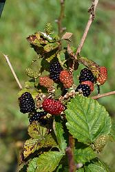 Arapaho Blackberry (Rubus 'Arapaho') at Strader's Garden Centers